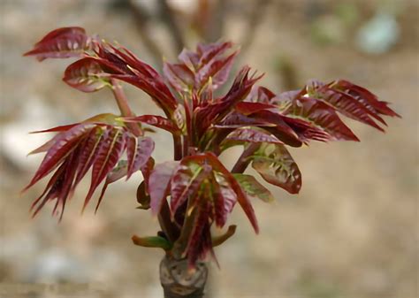 樁樹|香椿 Toona sinensis